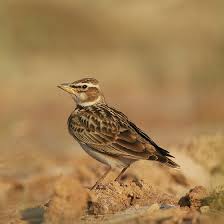 Image result for Melanocorypha bimaculata