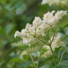 Attēlu rezultāti vaicājumam “Sambucus nigra flower”