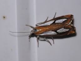 Attēlu rezultāti vaicājumam “Catoptria fulgidella”