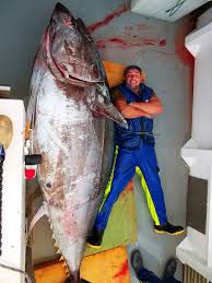 Image result for giant tuna