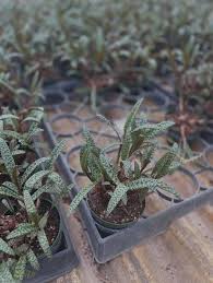 Attēlu rezultāti vaicājumam “Lycogala leopardinum sessile”