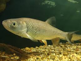 Image result for Squalius cephalus