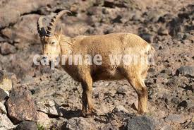 Attēlu rezultāti vaicājumam “Capra”