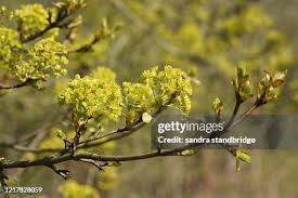 Attēlu rezultāti vaicājumam “Acer campestre flower”