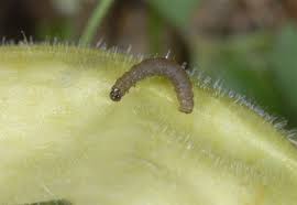 Attēlu rezultāti vaicājumam “Eupithecia icterata female”