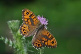 Attēlu rezultāti vaicājumam “Lasiommata megera underside”