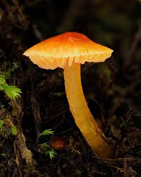 Attēlu rezultāti vaicājumam “Oligonema sp.”