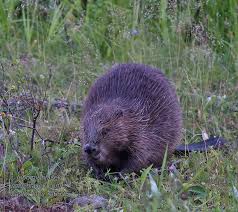 Image result for Castor fiber