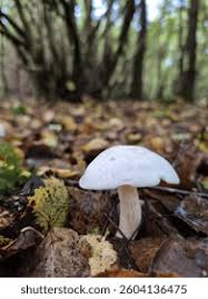 Attēlu rezultāti vaicājumam “Tricholoma album”