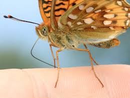 Attēlu rezultāti vaicājumam “Argynnis aglaja underside”