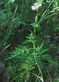 Attēlu rezultāti vaicājumam “Conioselinum tataricum”