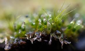 Attēlu rezultāti vaicājumam “Cephalozia bicuspidata”