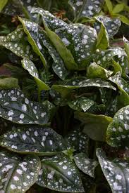 Attēlu rezultāti vaicājumam “Pulmonaria saccharata leaf”