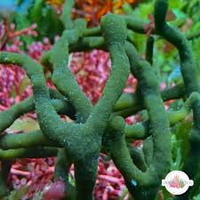 Attēlu rezultāti vaicājumam “Comatricha fragilis macro”