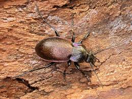 Attēlu rezultāti vaicājumam “Carabus nemoralis”