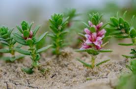 Attēlu rezultāti vaicājumam “Glaux maritima flower”