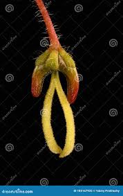 Attēlu rezultāti vaicājumam “Acer negundo female flower”