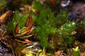 Attēlu rezultāti vaicājumam “Weissia squarrosa”