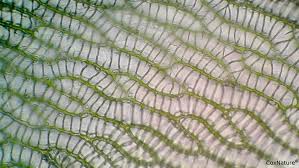 Attēlu rezultāti vaicājumam “Sphagnum subsecundum”