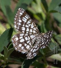 Attēlu rezultāti vaicājumam “Chiasmia clathrata”