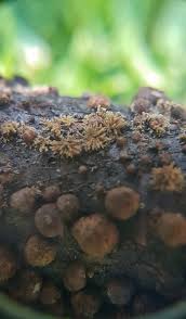 Attēlu rezultāti vaicājumam “Hypoxylon vogesiacum”