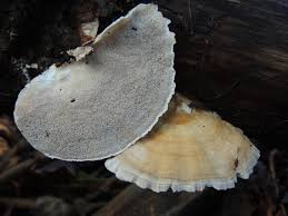 Attēlu rezultāti vaicājumam “Trametes ochracea”