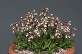 Attēlu rezultāti vaicājumam “Epipactis palustris leaf”