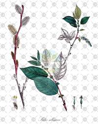 Attēlu rezultāti vaicājumam “Salix daphnoides subsp. acutifolia”
