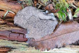 Attēlu rezultāti vaicājumam “Tubifera montana spores”