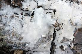 Attēlu rezultāti vaicājumam “Athelia arachnoidea”