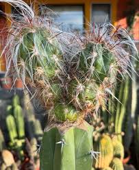 Attēlu rezultāti vaicājumam “Collaria rubens stalked”