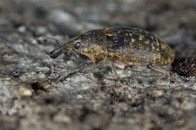 Attēlu rezultāti vaicājumam “Larinus sp.”