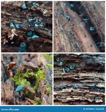 Attēlu rezultāti vaicājumam “Chlorociboria aeruginascens”