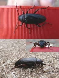 Attēlu rezultāti vaicājumam “Alleculidae”