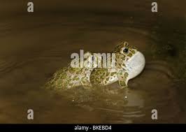 Attēlu rezultāti vaicājumam “Pseudepidalea viridis adult”