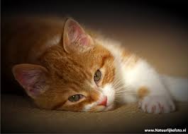 Image result for poes