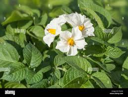 Attēlu rezultāti vaicājumam “Solanum tuberosum flower”