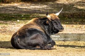 Attēlu rezultāti vaicājumam “Bos primigenius taurus”