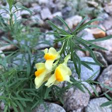 Attēlu rezultāti vaicājumam “Linaria vulgaris leaf”