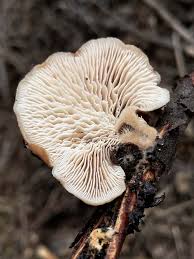 Attēlu rezultāti vaicājumam “Lentinellus ursinus”