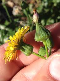 Attēlu rezultāti vaicājumam “Sonchus oleraceus bud”