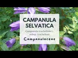 Attēlu rezultāti vaicājumam “Campanula trachelium leaf”