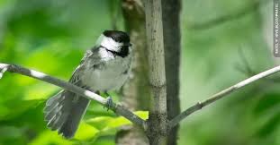 Attēlu rezultāti vaicājumam “Poecile montanus”