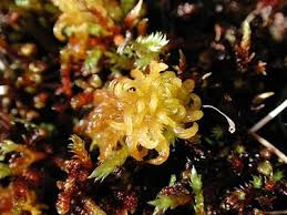 Attēlu rezultāti vaicājumam “Sphagnum subsecundum”