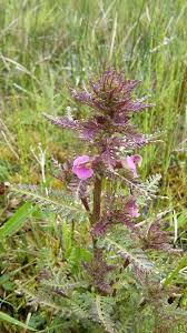 Attēlu rezultāti vaicājumam “Pedicularis palustris flower”