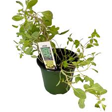 Image result for Origanum majorana
