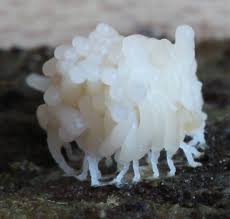 Attēlu rezultāti vaicājumam “Heterotrichia obvelata (syn. Arcyria obvelata) spores”