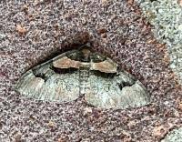 Attēlu rezultāti vaicājumam “Catarhoe rubidata”