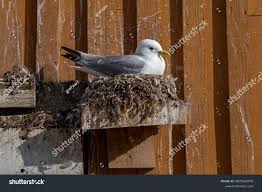 Attēlu rezultāti vaicājumam “Rissa tridactyla nest”
