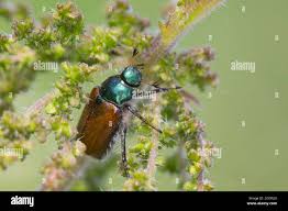 Attēlu rezultāti vaicājumam “Phyllopertha horticola imago”